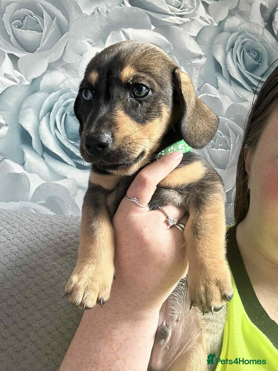 Mixed Breed dogs for sale: Husky x dashound  - Image 7