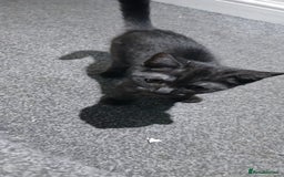Mixed Breed cats for sale: Kittens for sale for a loving home (open to offers - Image 8