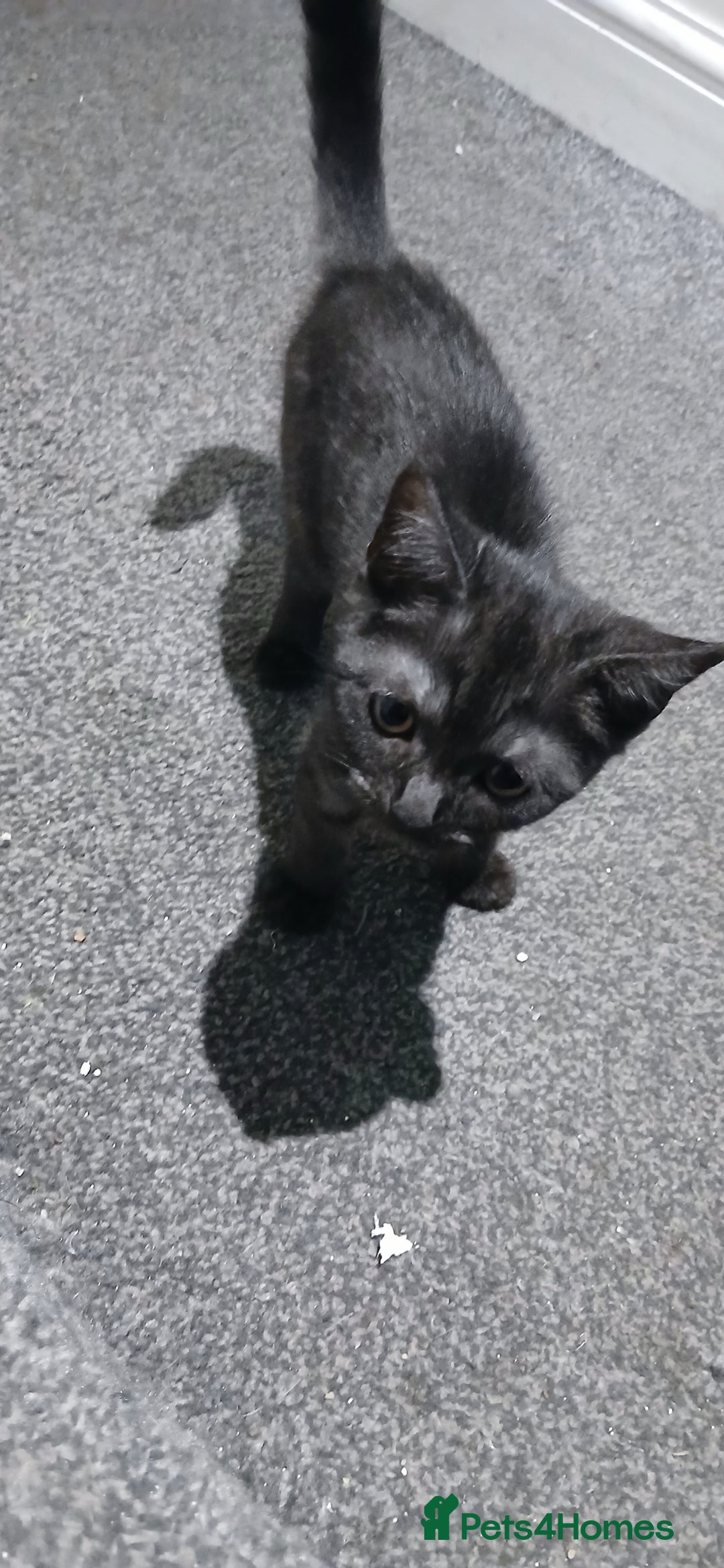 Mixed Breed cats for sale: Kittens for sale for a loving home (open to offers - Image 8