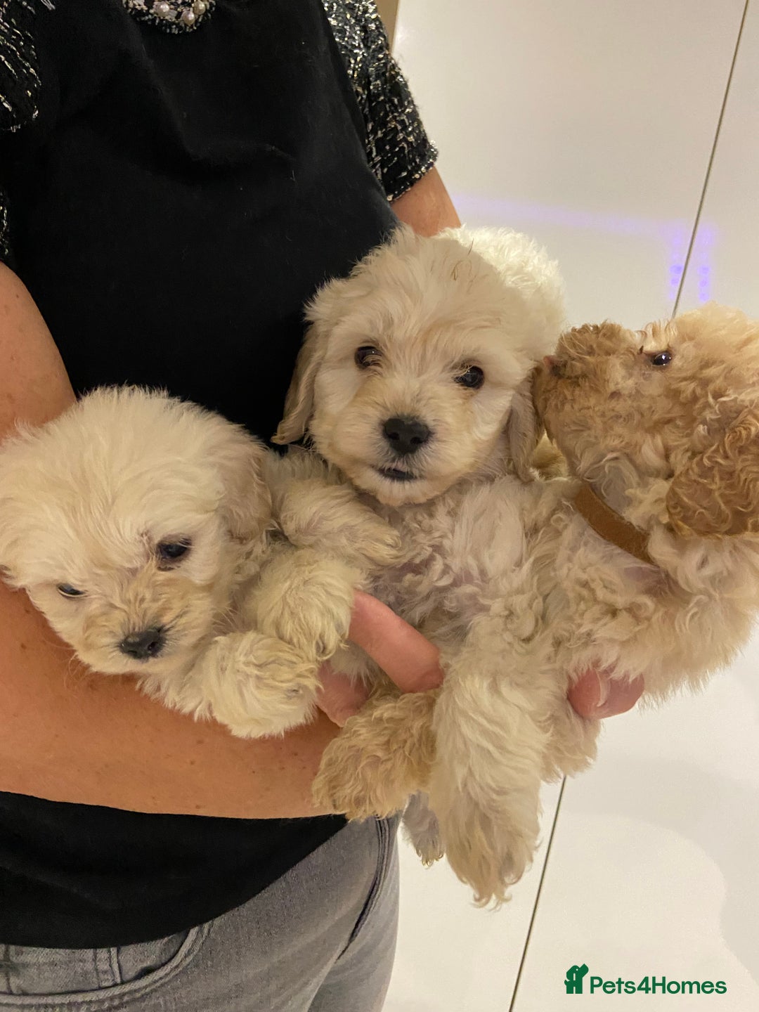 Cockapoo dogs for sale: Cockapoos for sale - Advert 6