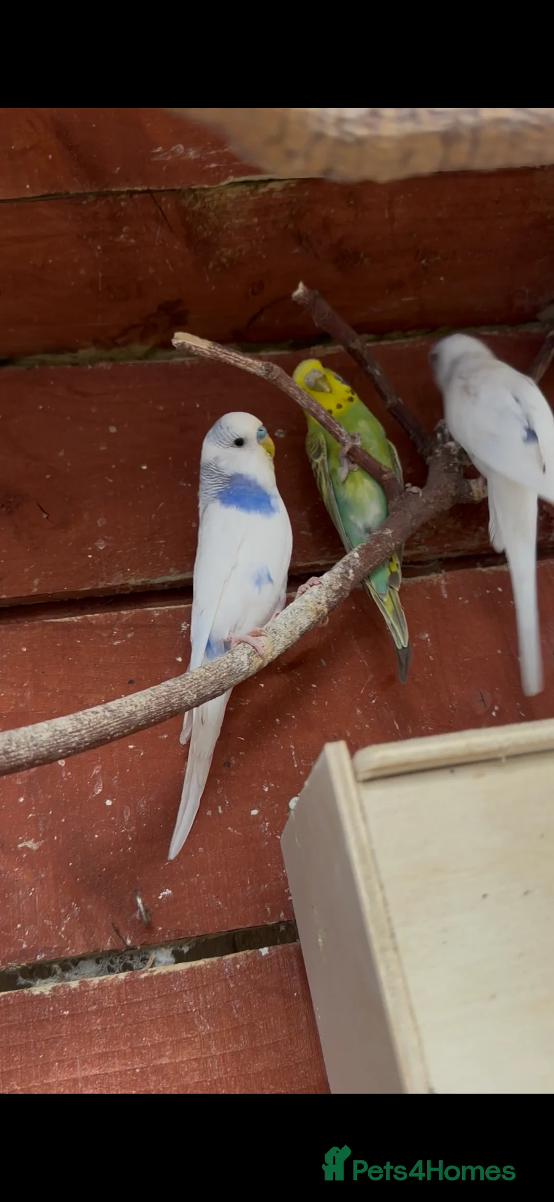 Budgerigars birds for sale: Budgies for sale - Advert 2