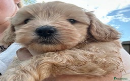 Maltipoo dogs for sale: Two cuddly little maltipoo boys - Image 6
