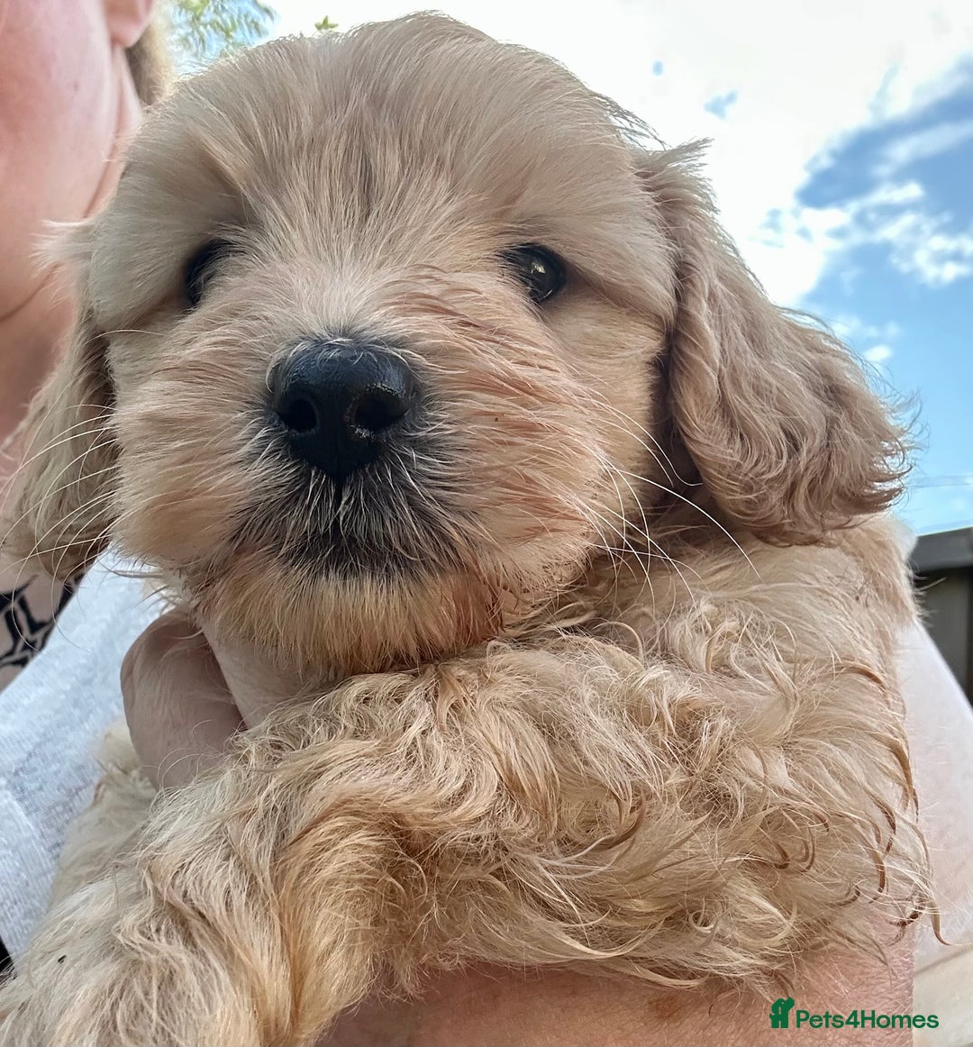 Maltipoo dogs for sale: Two cuddly little maltipoo boys - Image 6