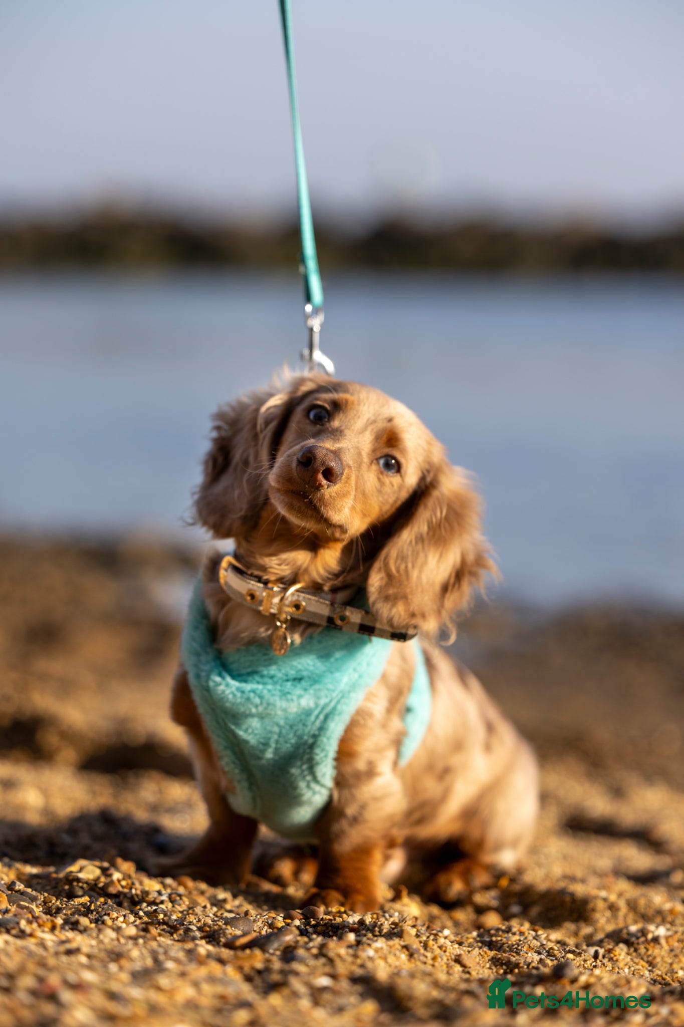 Miniature Dachshund dogs TINDER longhair chocolate dapple for stud  - Advert 3