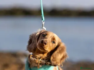 Miniature Dachshund dogs TINDER longhair chocolate dapple for stud - Advert 3