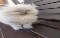 Ragdoll cats for sale: BEAUTIFUL PURE RAGDOLL KITTENS - Image 9