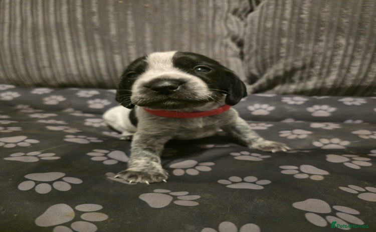 Mixed Breed dogs - Advert 14