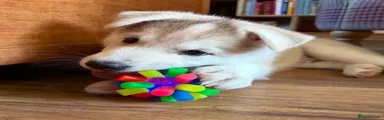 Siberian Husky 1