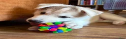 Siberian Husky dogs for sale: Charismatic Companions Ready to Make You Smile in Leeds - Advert 4