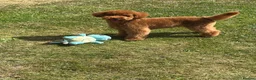 Toy Poodle dogs for stud: STUD only - Advert 2