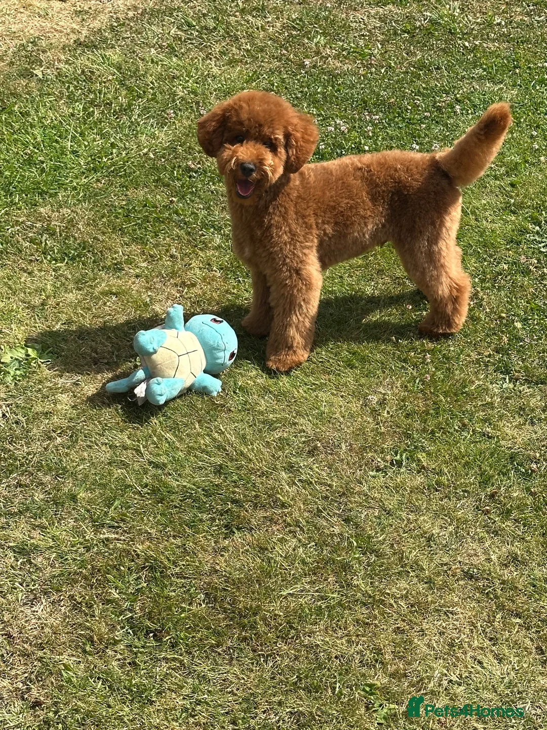 Toy Poodle dogs for stud: STUD only - Advert 2