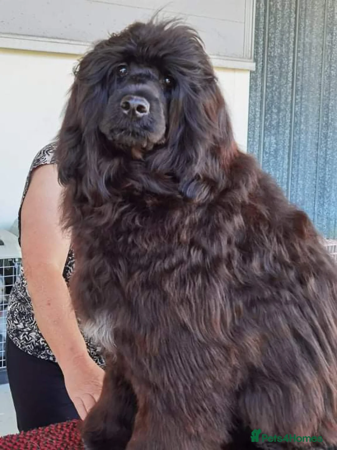 Portuguese Water Dog dogs for sale: Stunning girl available - Advert 4