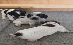 Cocker Spaniel dogs for sale: 🐾 Working Cocker Spaniel Puppies for Sale £800  - Image 13