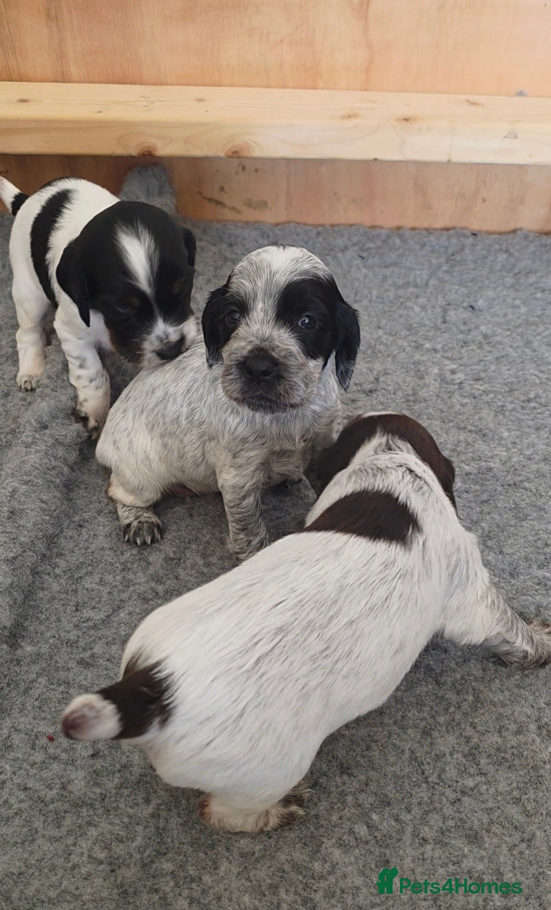 Cocker Spaniel dogs for sale: 🐾 Working Cocker Spaniel Puppies for Sale £800  - Image 13