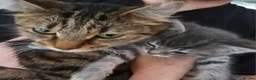 Mixed Breed cats for sale: Cuddle Boy Grey Tabby - Advert 9