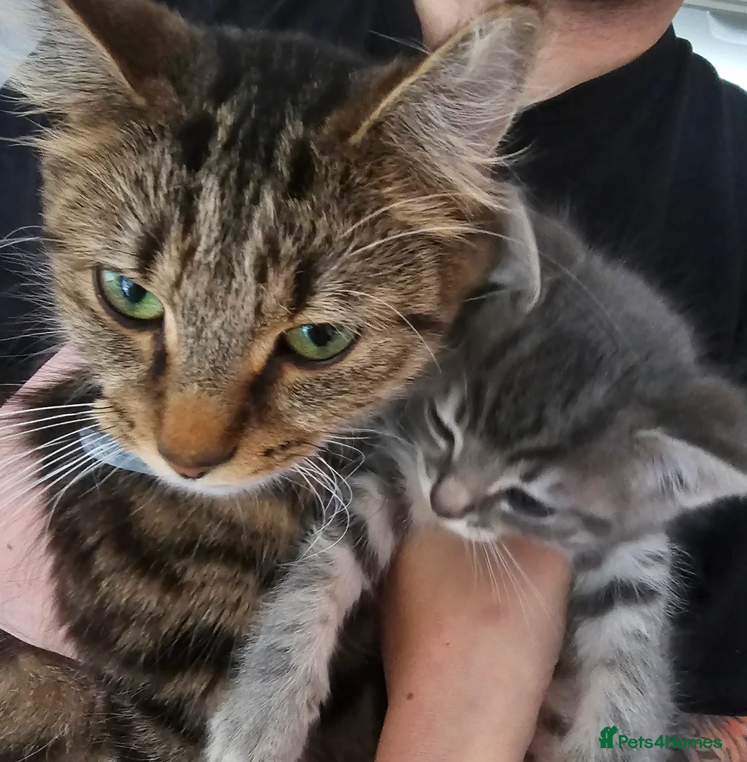 Mixed Breed cats for sale: Cuddle Boy Grey Tabby - Advert 9