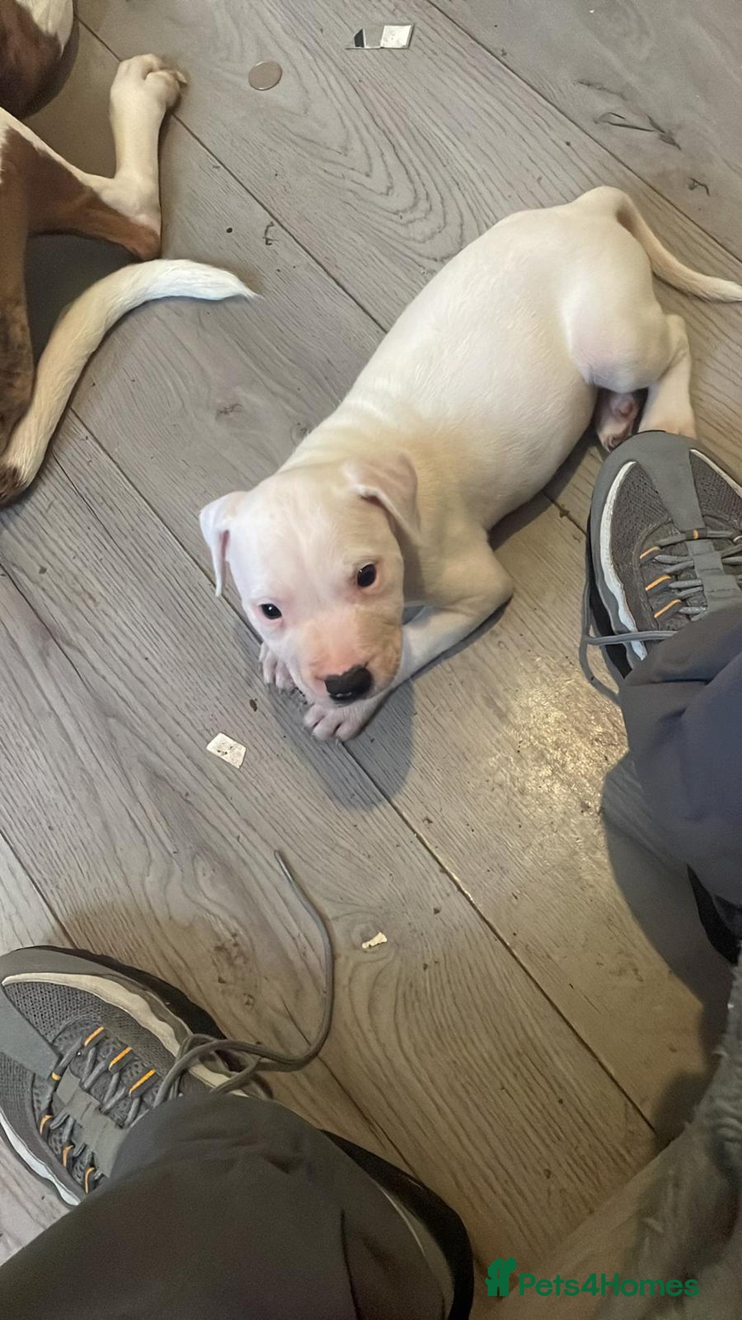 Staffordshire Bull Terrier dogs for sale: Staffies  - Image 4