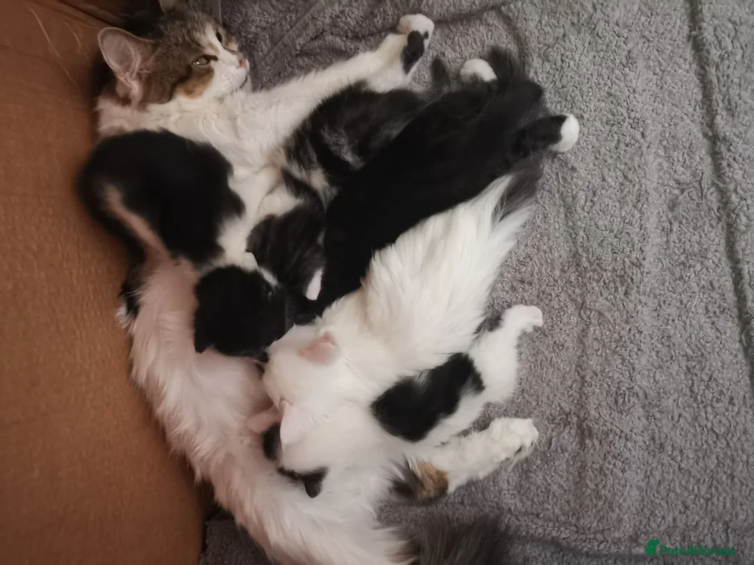 Mixed Breed cats for sale: 4 beautiful Kittens  - Advert 18