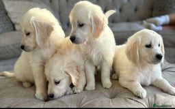 Golden Retriever dogs for sale: STUNNING HEALTH CHECKED PUPPIES - Image 2