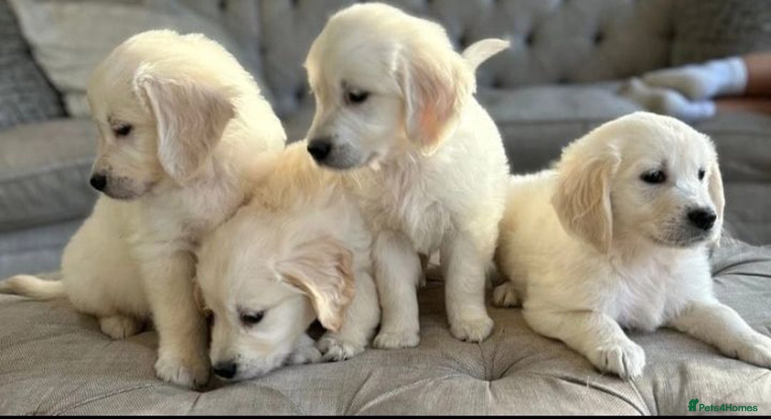 Golden Retriever dogs for sale: STUNNING HEALTH CHECKED PUPPIES - Image 2