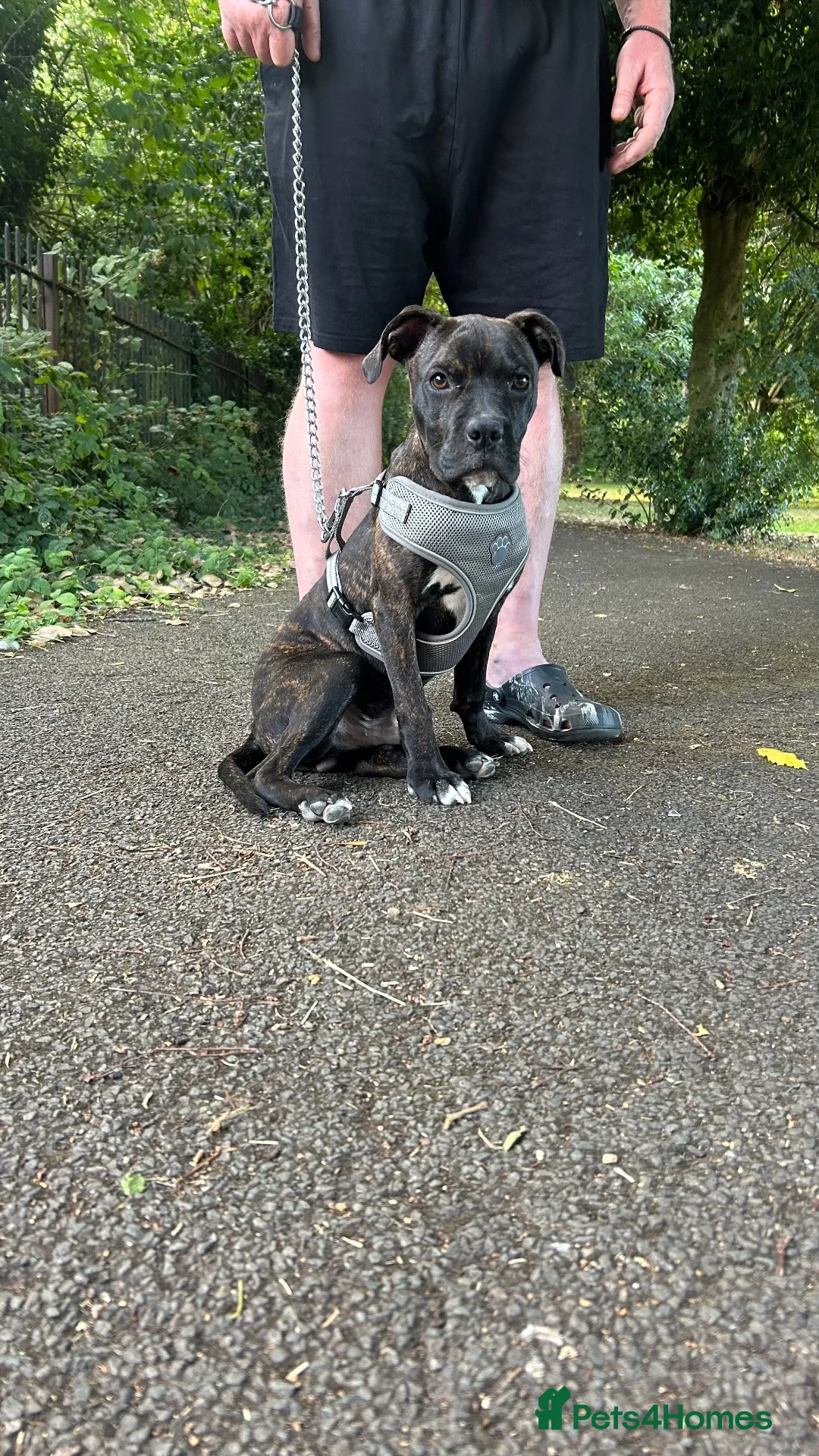 American Bulldog dogs for sale: American bull dog  in Burton-on-Trent - Advert 2