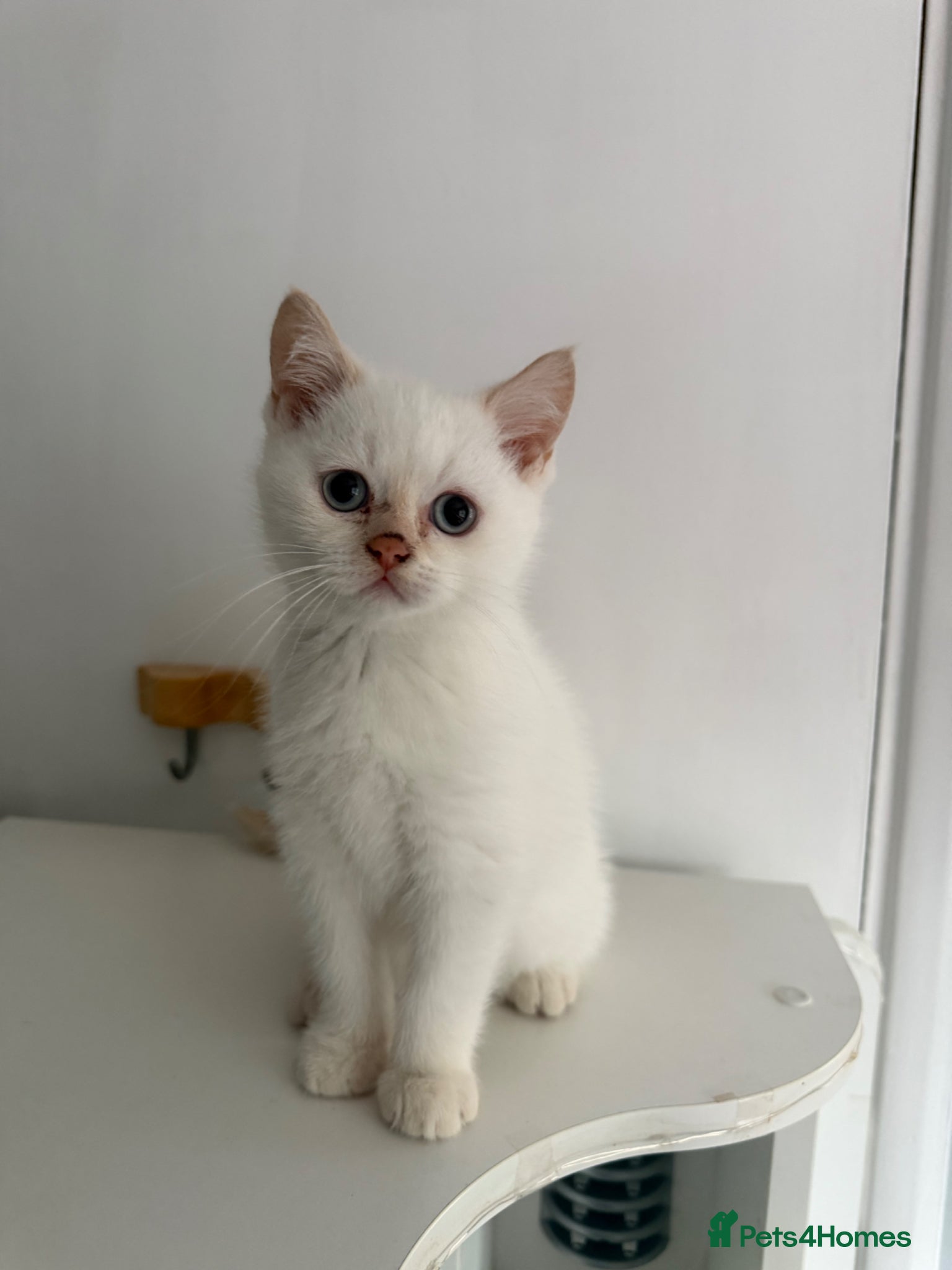 British Shorthair cats for sale: Two 😍 kittens ready for a new home 🏡 🐱  in Enfield - Advert 8