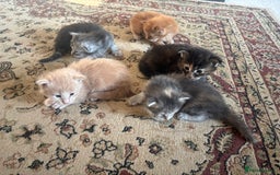 Maine Coon cats for sale: Maine Coon Kittens pedigree  in Boston - Image 7