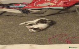 Domestic Shorthair cats for sale: Nala  - Image 3