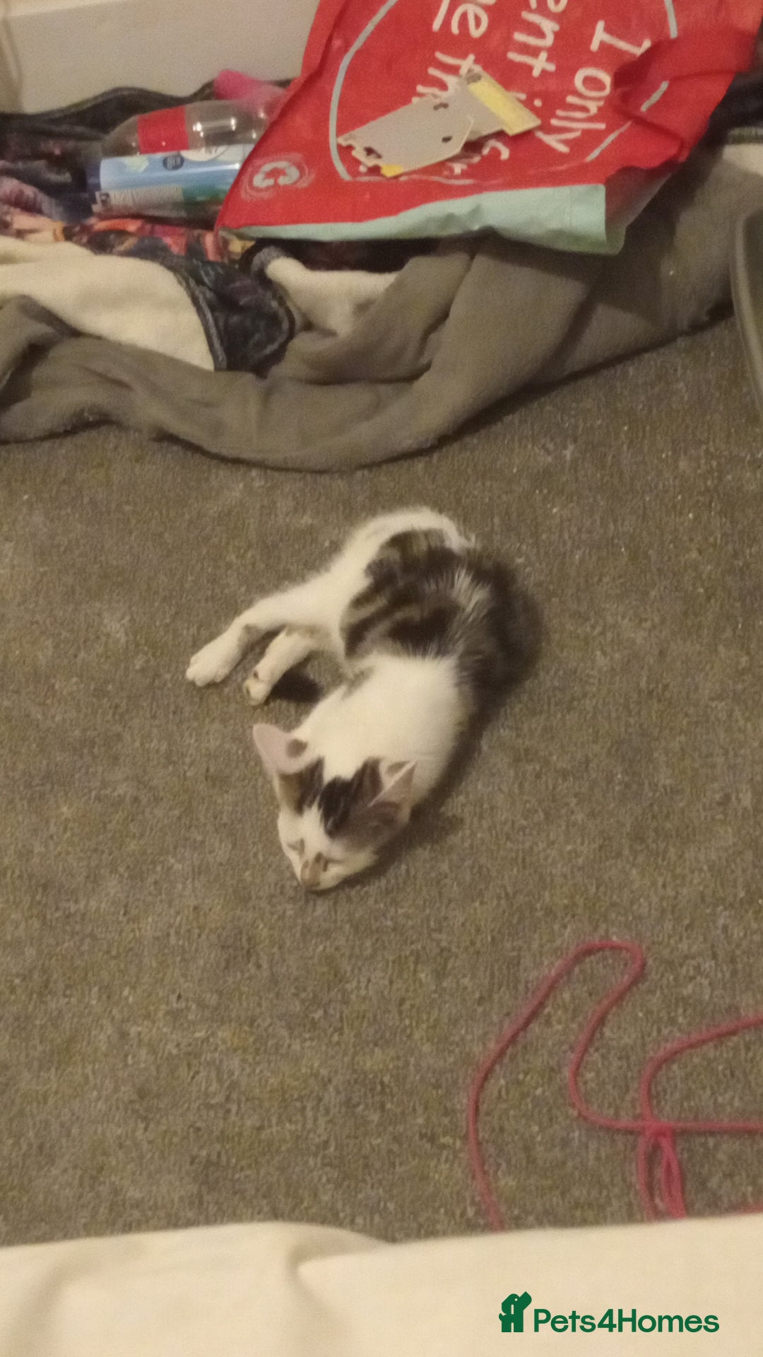 Domestic Shorthair cats for sale: Nala  - Image 3