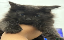 Russian Blue cats for sale: 2 Male Kittens for same  - Image 4