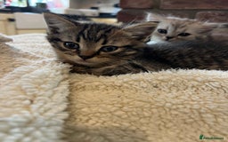 Persian cats for sale: Persian chinchilla x Bengal  - Image 4