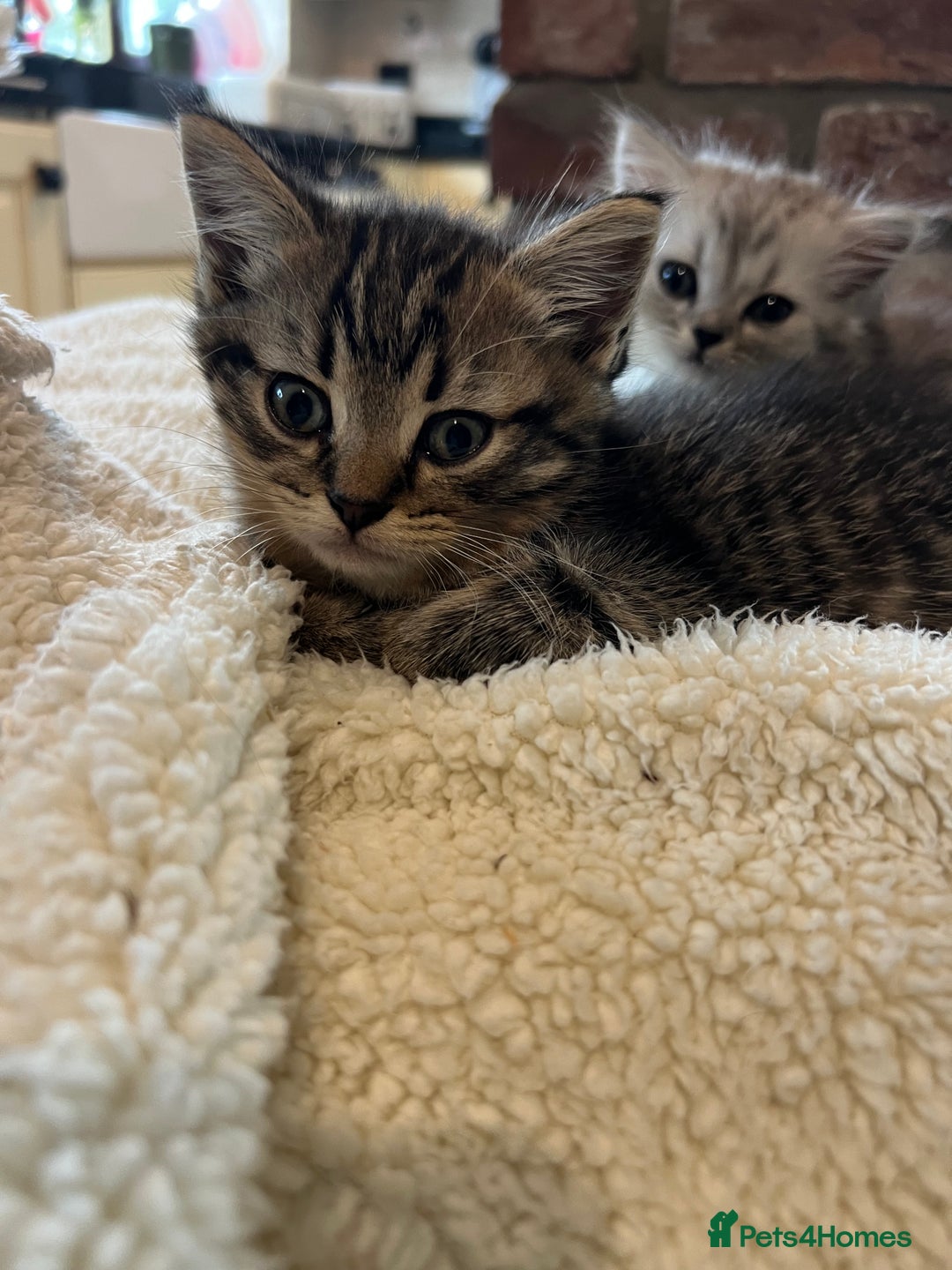 Persian cats for sale: Persian chinchilla x Bengal  - Image 4