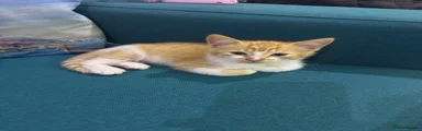 British Longhair 1