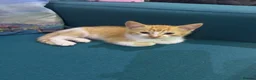 British Longhair cats for sale: 4 British shorthair kittens - Advert 10