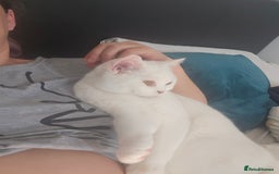 British Shorthair cats for sale: Beautiful white ,Snowy - Image 1