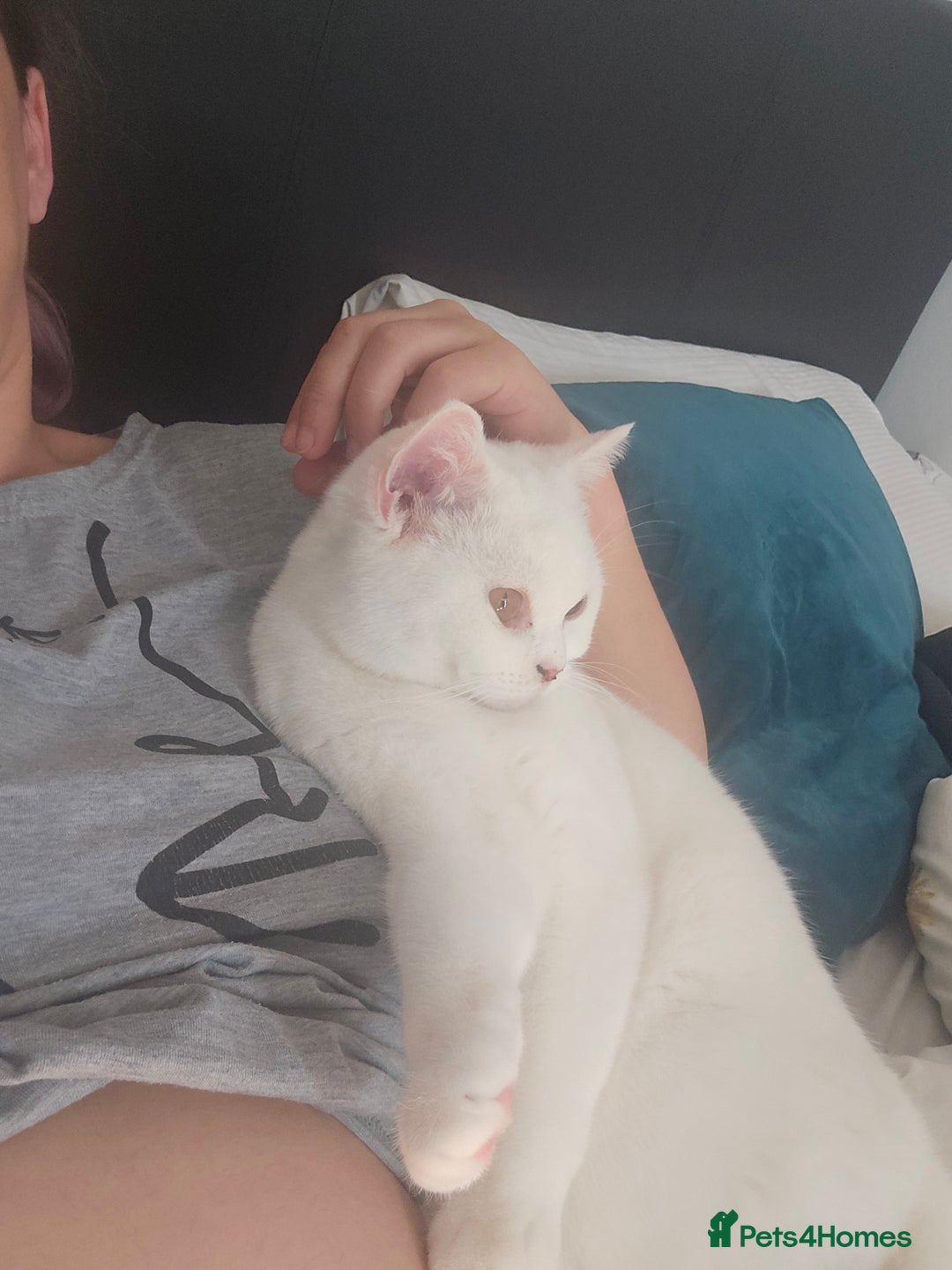 British Shorthair cats for sale: Beautiful white ,Snowy - Image 1