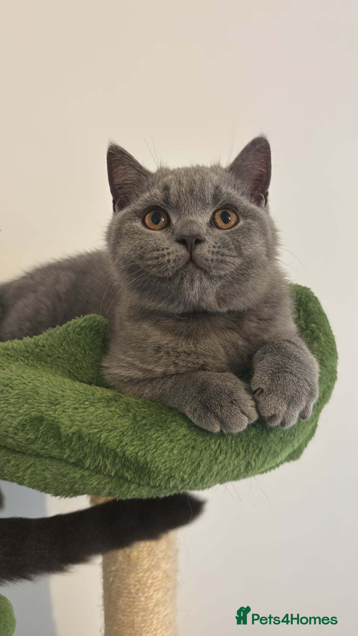 British Shorthair cats 🧸2 Remaining Chunky British Shorthair Kittens🧸 - Advert 17