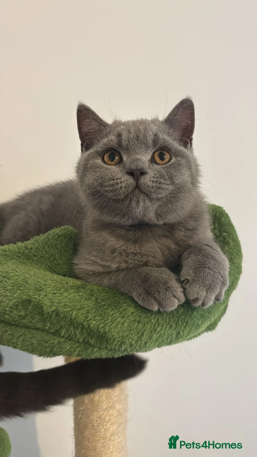 British Shorthair cats for sale: 🧸2 Remaining Chunky British Shorthair Kittens🧸 - Advert 6