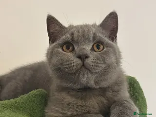 British Shorthair cats 🧸2 Remaining Chunky British Shorthair Kittens🧸 - Advert 17