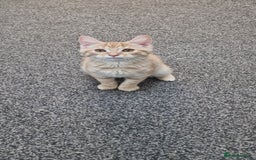 British Shorthair cats for sale: British Shorthair x **REDUCED, ONE LEFT*** in Birmingham - Image 10