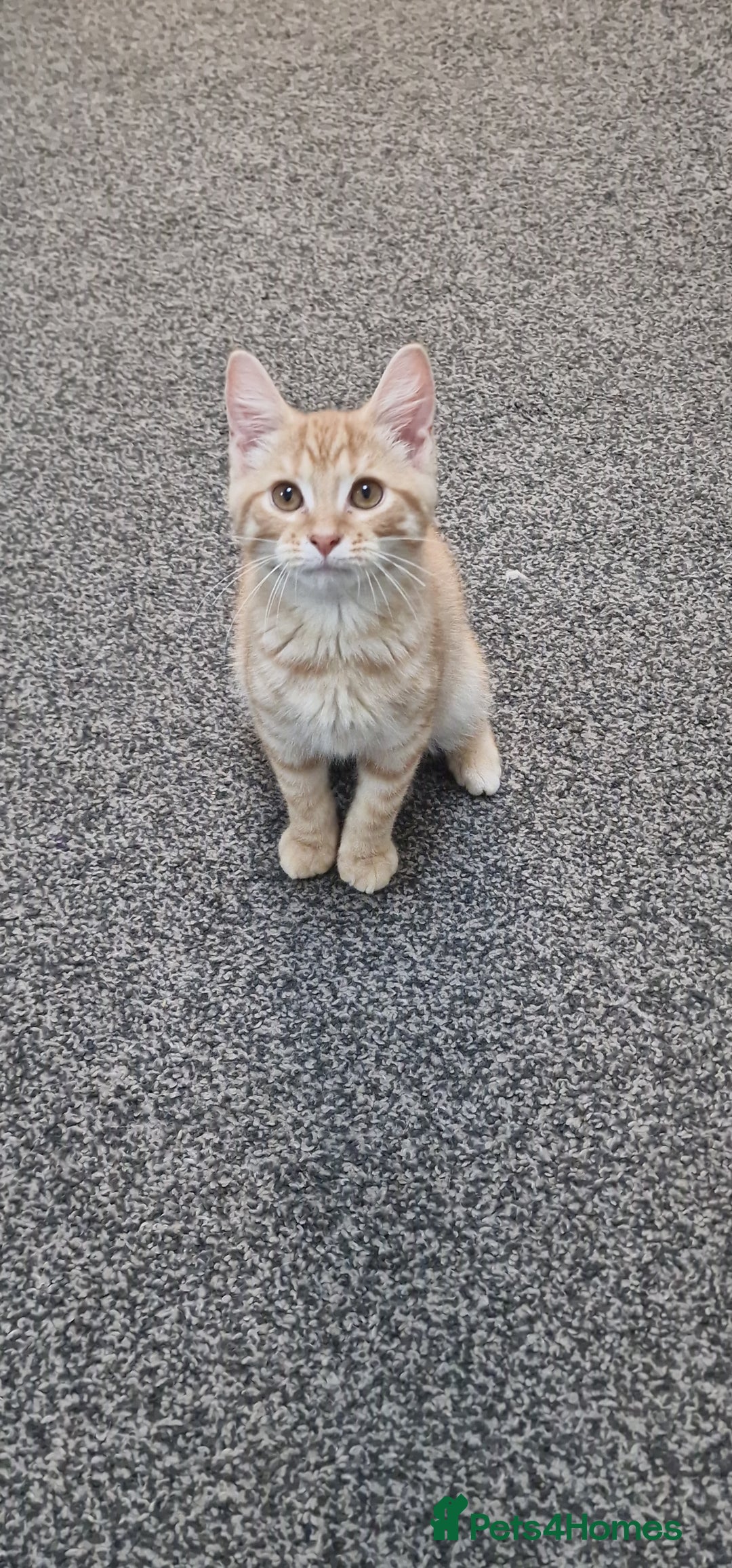 British Shorthair cats for sale: British Shorthair x **REDUCED, ONE LEFT*** in Birmingham - Image 10