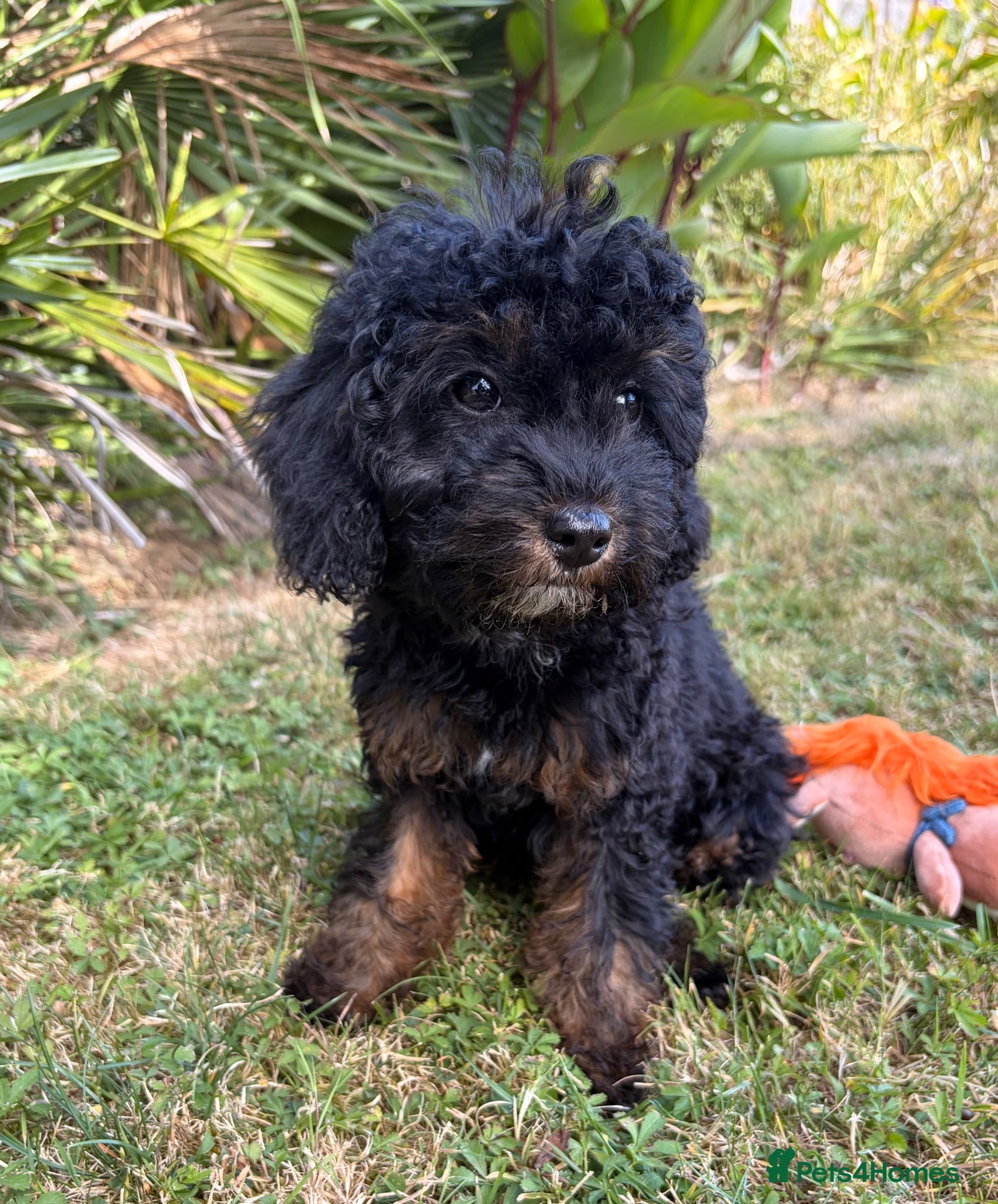 Cockapoo dogs Ready health tested tested cockapoos Girl puppy - Advert 2