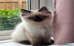Ragdoll cats for sale: Last Stunning Ragdoll Kitten  - Image 2