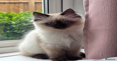Ragdoll cats - Advert 15