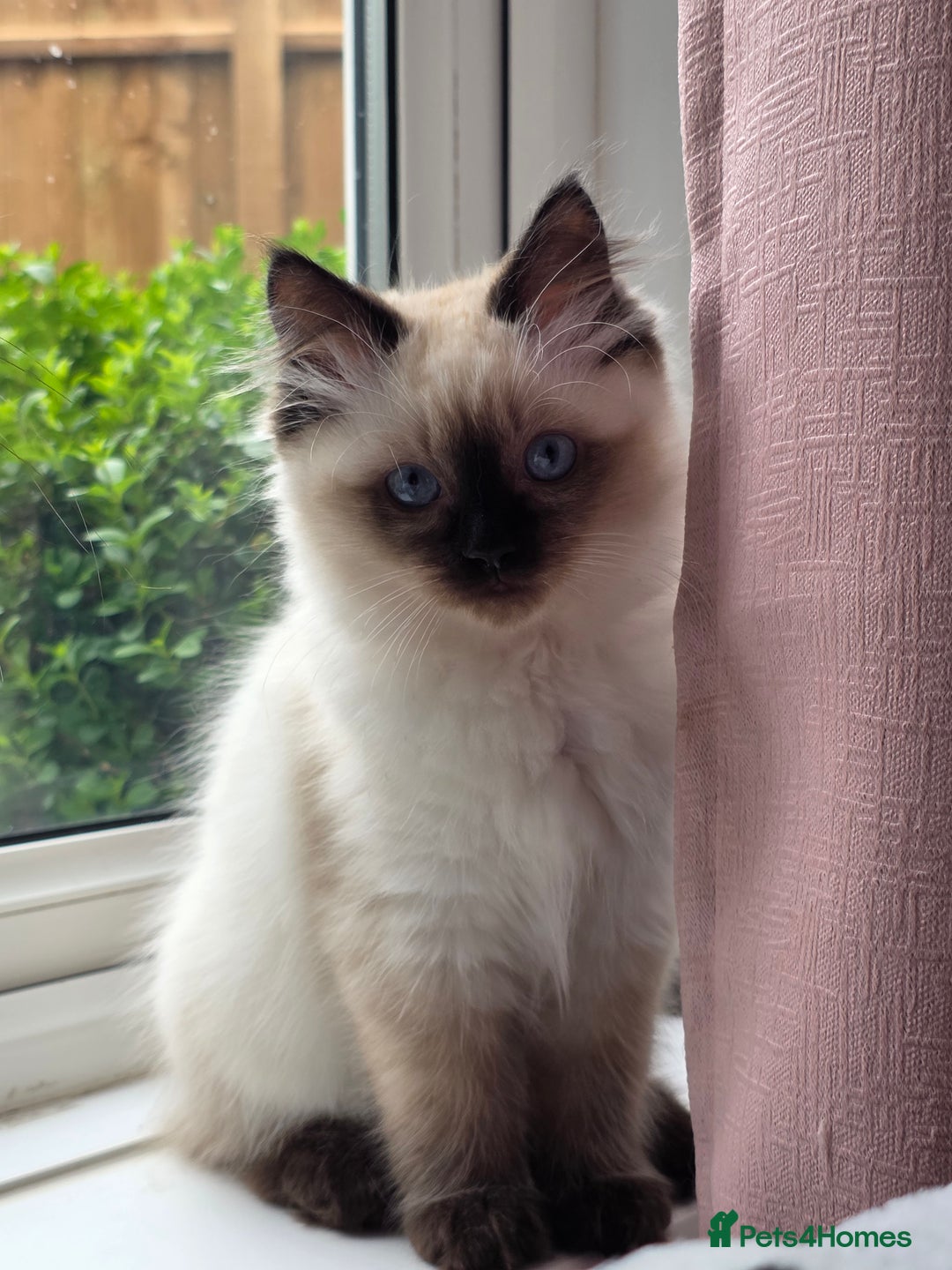 Ragdoll cats for sale: Last Stunning Ragdoll Kitten  - Image 2
