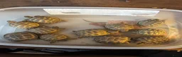Tortoise reptiles for sale: Baby Horsfield Tortoises for sale - Advert 10