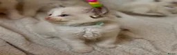 Ragdoll cats for sale: Gorgeous Ragdoll kittens - Advert 2
