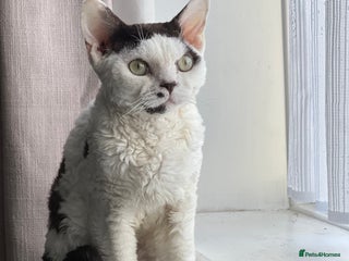 Devon Rex cats in Harlow - Advert 3