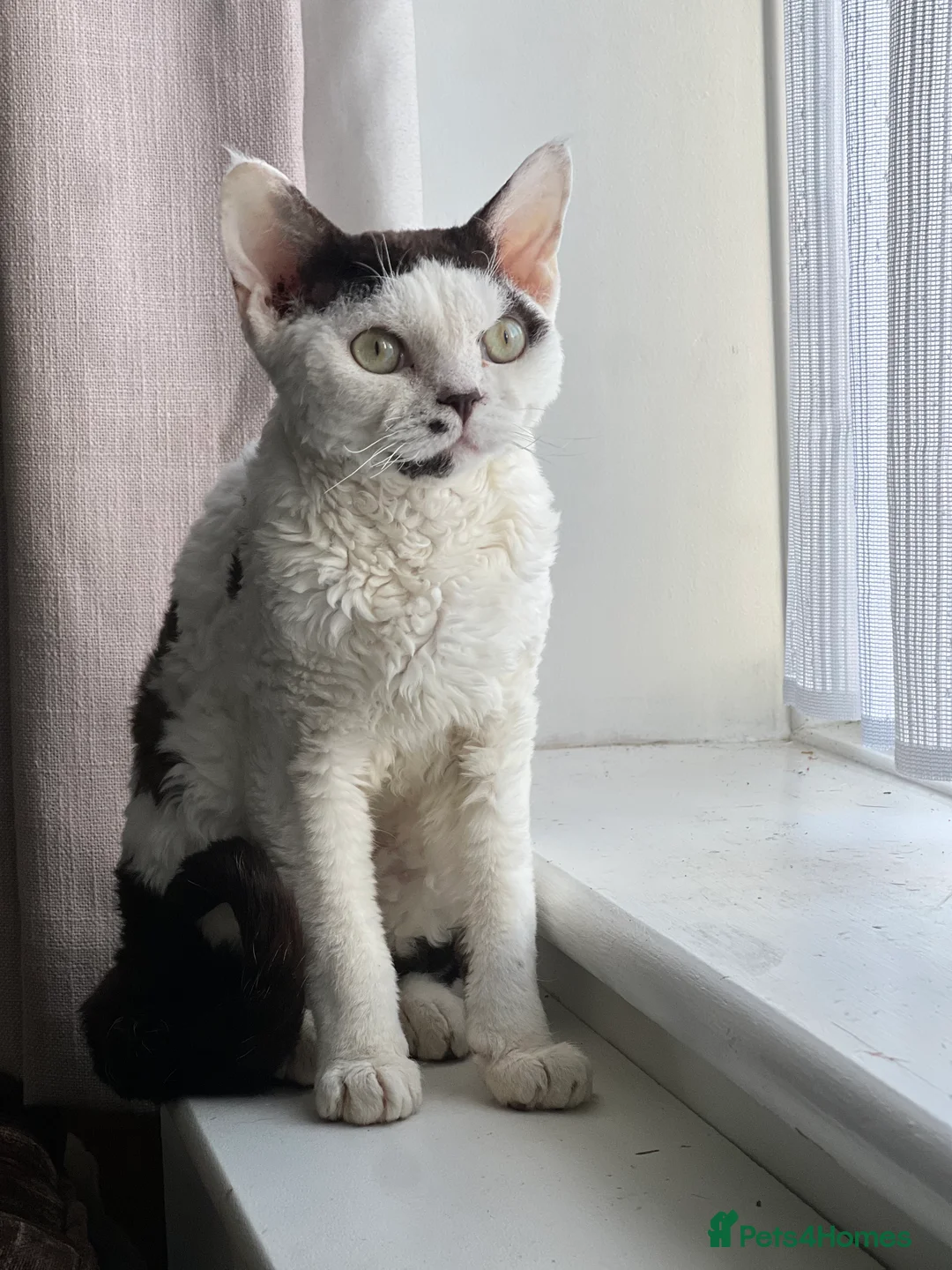 Devon Rex cats for stud: TICA active male for stud duties PROVEN STUD in Harlow - Advert 1