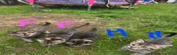Mixed Breed cats for sale: 🐾 Beautiful Tabby Kittens Ready to Melt You Heart - Advert 10